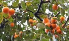 Brescia. Laudato si’. Verso il frutteto sociale
